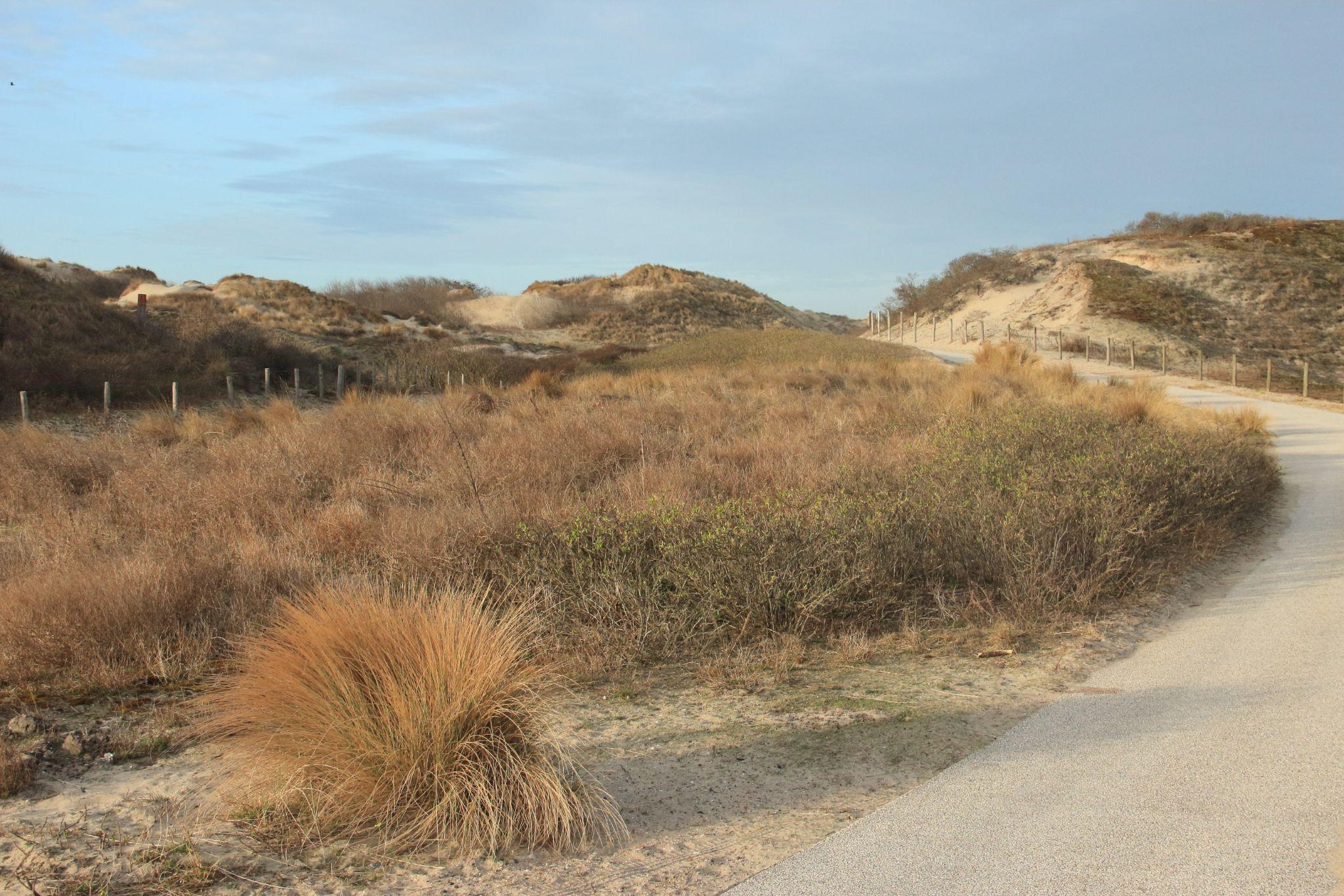 In den niederländischen Dünen können Sie wunderbar wandern oder Rad fahren