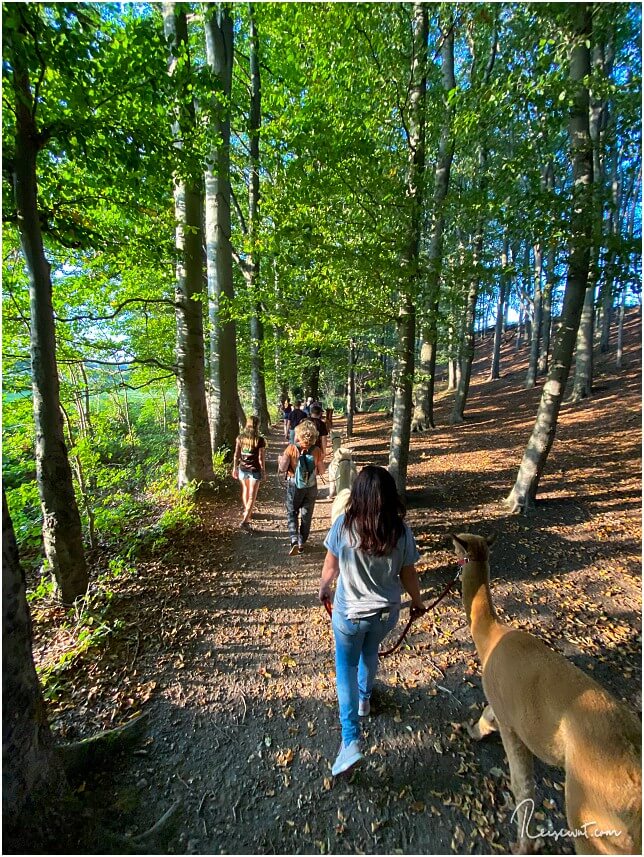Auch durch den Wald geht es unterwegs ...