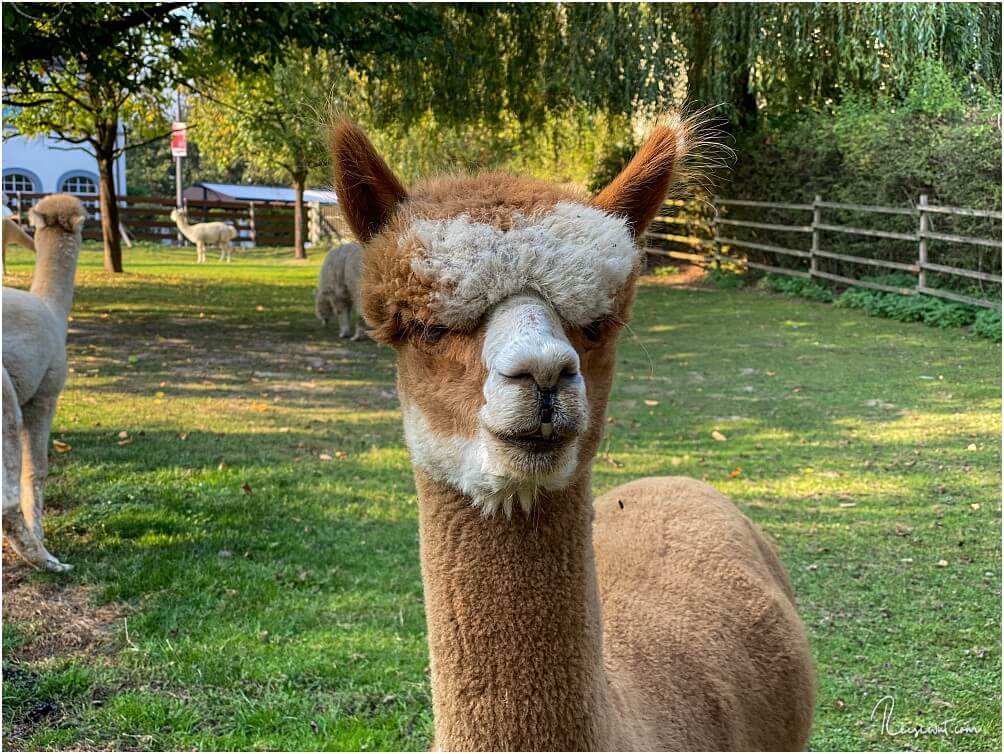 Die ersten Momente auf Daniels kleiner Farm, 30 Minuten vor der Alpaka-Wanderung. Hier im Bild: Kalle