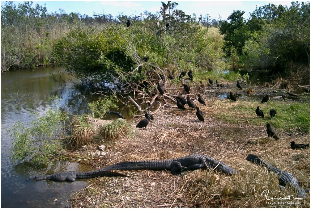 Ein Highlight im Florida Urlaub. Am Ende des Boardwalks vom Anhinga Trail erwartet einen diese "Alligator-Sammelstelle"