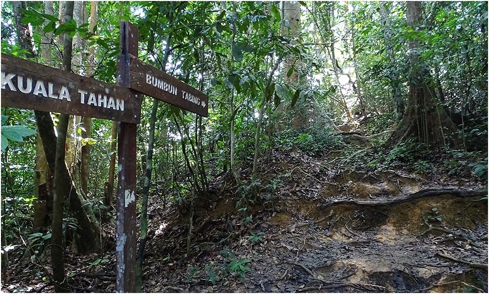 Taman Negara Regenwald auf Malaysia - (c) Susanne Olschner