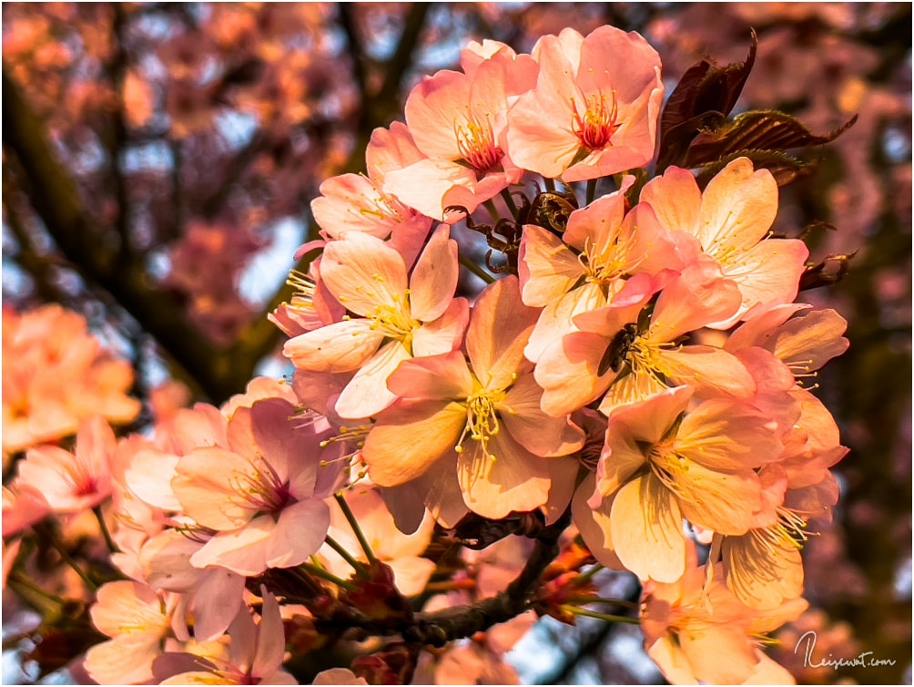 Mandelblüte im Nordsternpark bei tiefstehender Sonne
