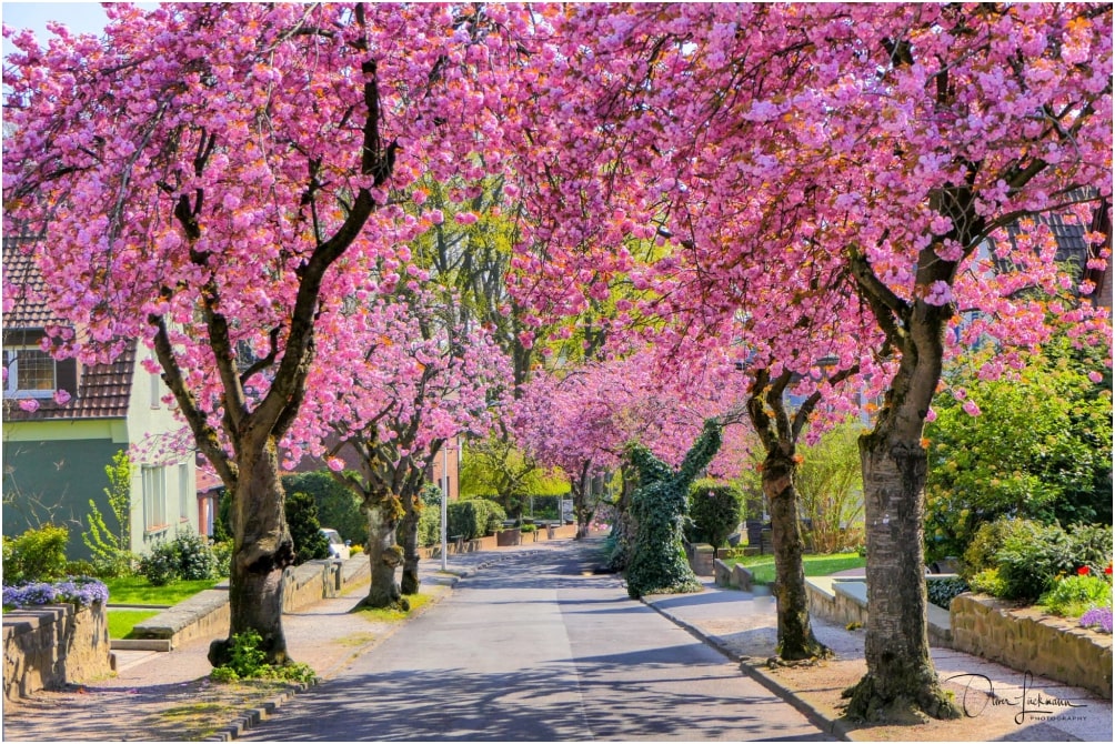 Auch in Hamm gibt es eine tolle Kirschblütenstraße