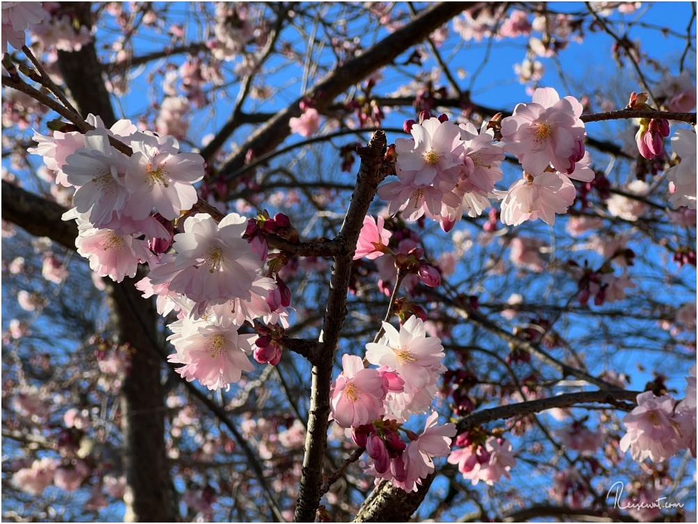 So schön ist die Kirschblüte in NRW, hier ein Foto aus Wuppertal