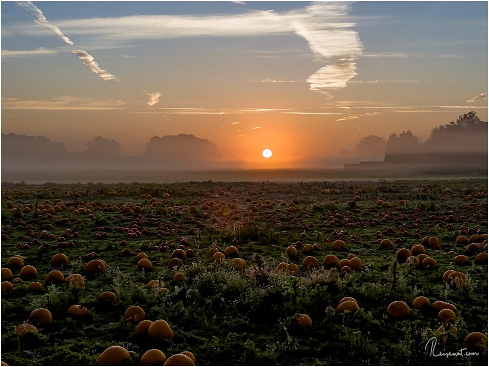 Kürbisfelder sind gerade zum Sonnenaufgang mit Frühnebel geradezu mystisch