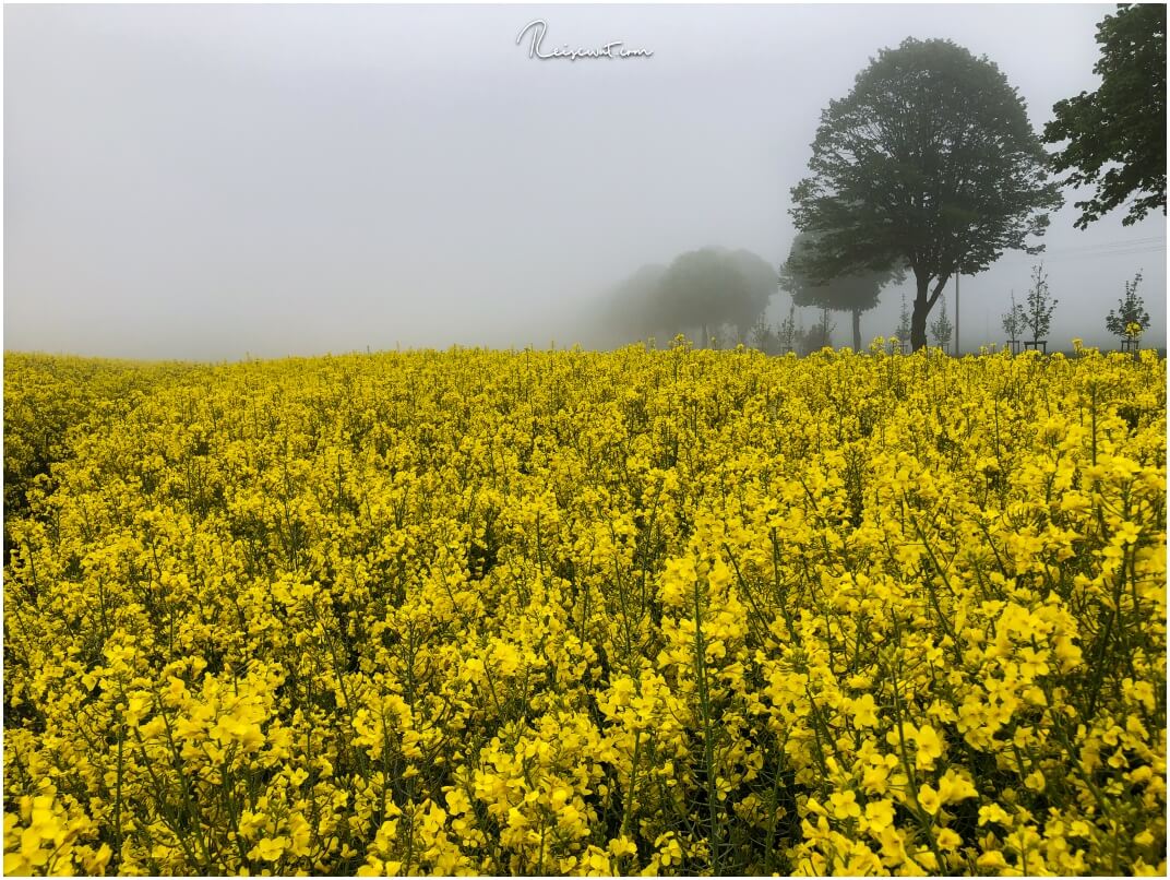 Ein Rapsfeld beim Marl im dichten Nebel