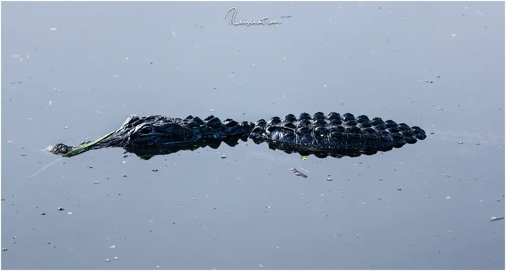 Ein Alligator zieht gemütlich seine Runden an einem der beiden Roadside Parks