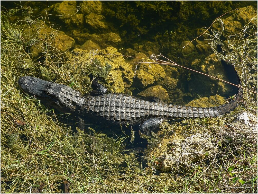 Alligator am Straßenrand