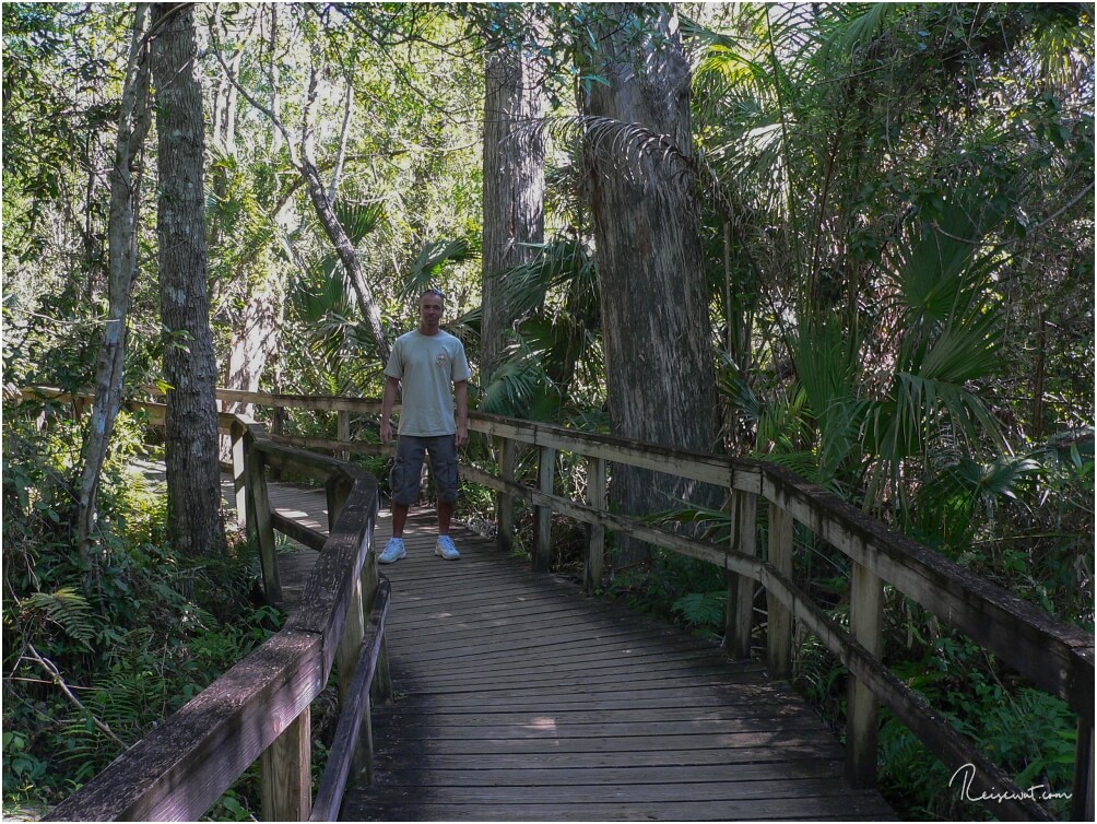 Boardwalk in der Fakahatchee Strand Preserve