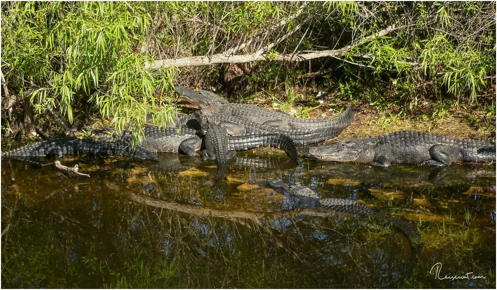Kleiner Alligatorenauflauf