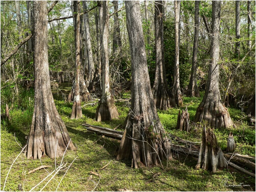 Mangroven im Kirby Storter Roadside Park