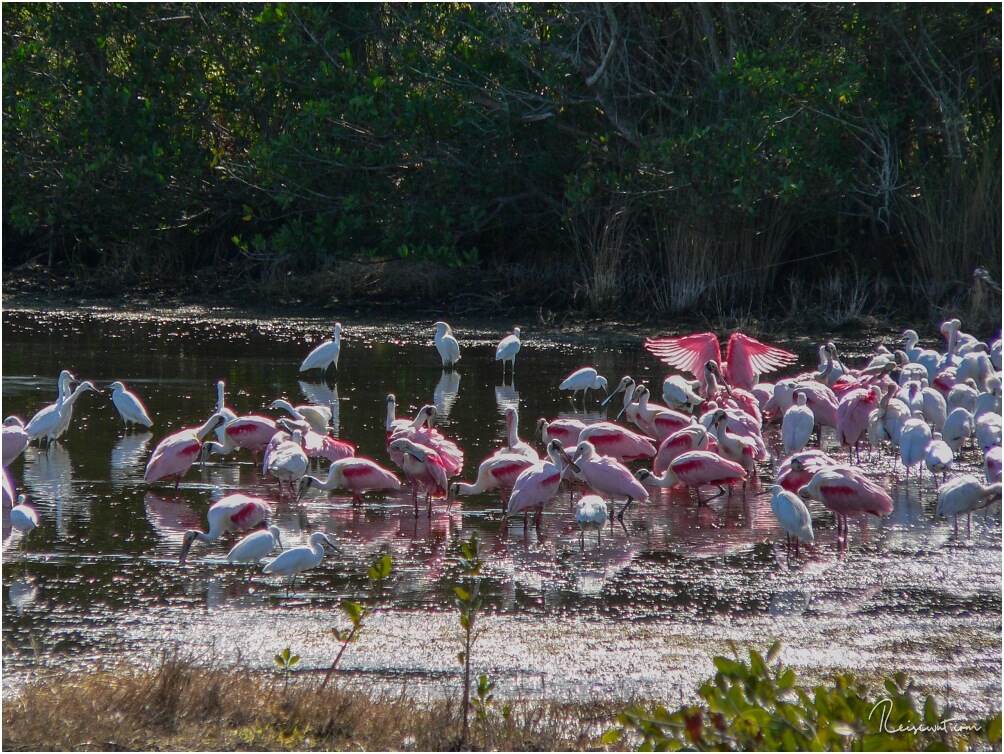 Rosa Löffler sieht man mit Glück öfters in den Everglades