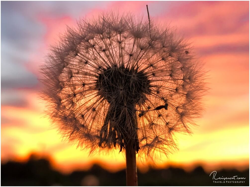 Die wahre Schönheit liegt oftmals im Detail der Dinge, wie hier bei dieser kleinen Pusteblume