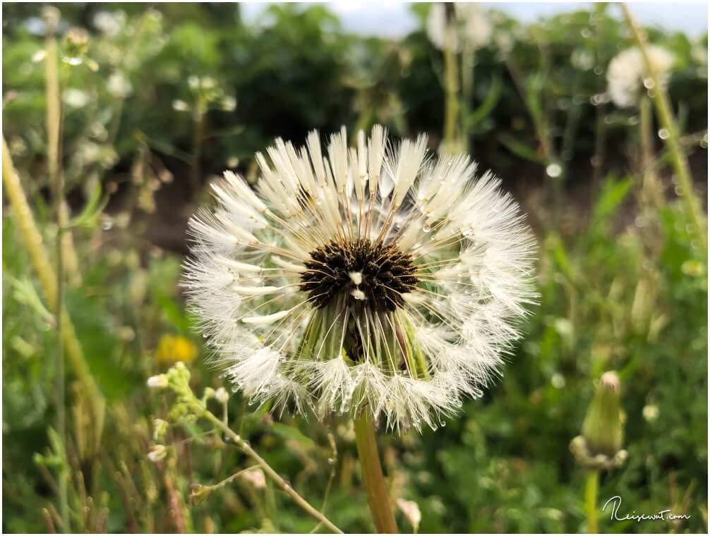 Das Bokeh des iPhones ist zwar nicht unbedingt das schönste, aber die Pusteblume ist trotzdem recht fotogen
