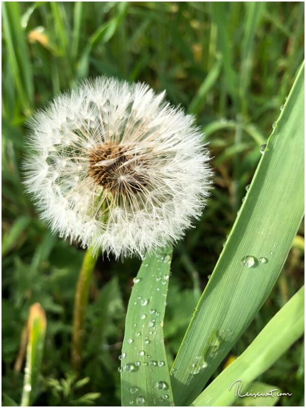 Pusteblume nach einem eher regnerischen Tag