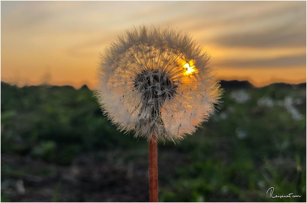 Dasselbe Feld wie im letzten Jahr, nur an einer anderen Ecke. Erneut ist mir eine kleine Pusteblume ins Auge gesprungen :-)