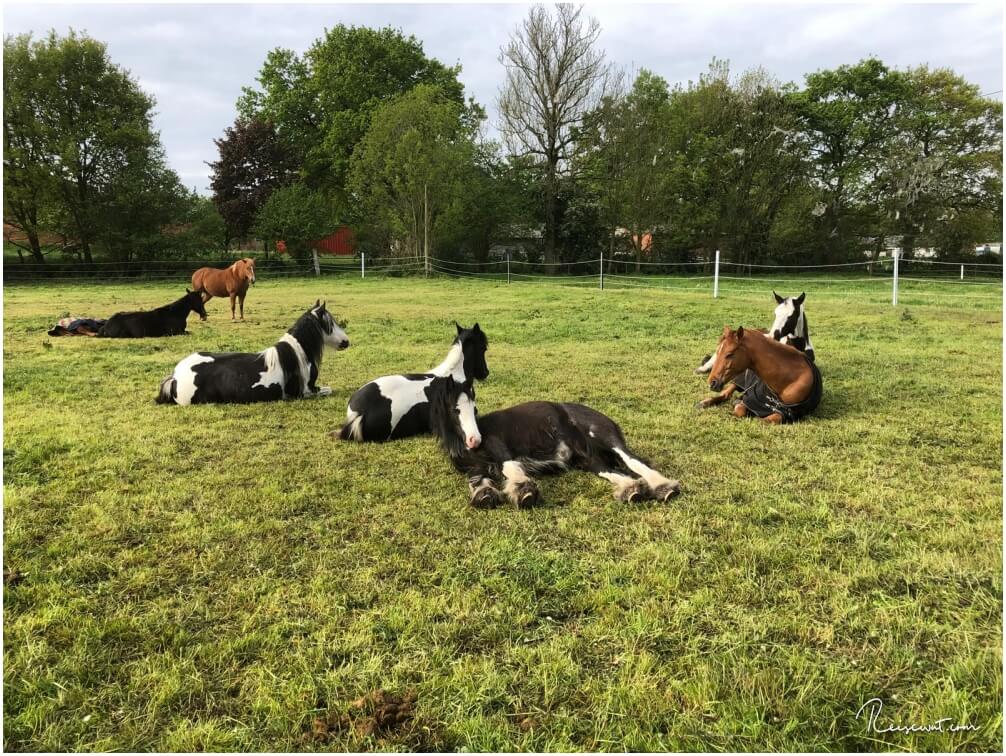 Nach der Freude über die offene Wiese wird erst einmal kollektiv gechillt.