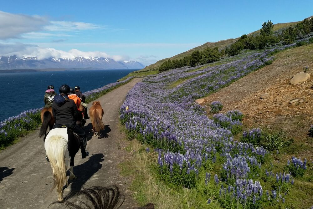 Im Sommer, wenn die Lupinen blühen, ist ein Ausritt in Island besonders schön