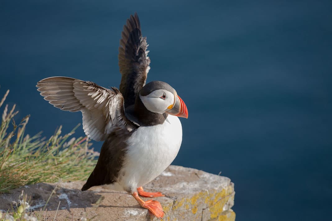 Die knuffigen Papageitaucher kannst Du auf Island zwischen Mitte Mai und Ende August in den Steilklippen sehen