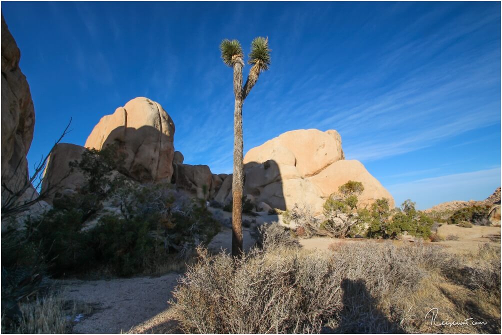 Auch recht große Joshua Trees findet man ab und zu