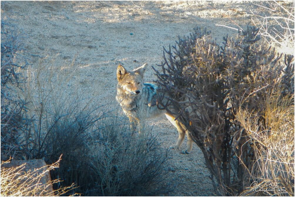 Ein stattlicher Coyote am Straßenrand im Joshua Tree National Park
