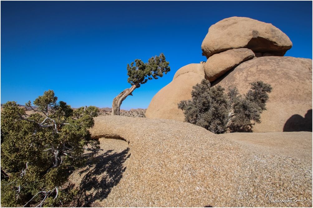 Der Leaning Tree sind aus jeder Perspektive völlig anders aus