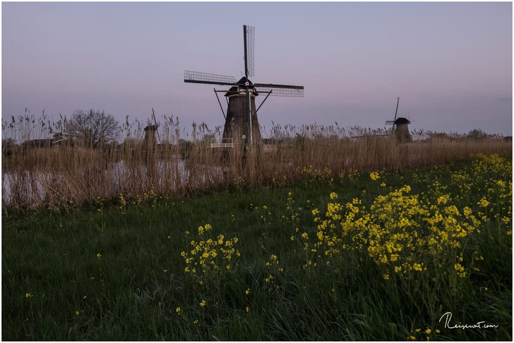 Sanfte Pastellfarben tauchen die Umgebung von Kinderdijk kurz vor Sonnenaufgang in ein tolles Licht