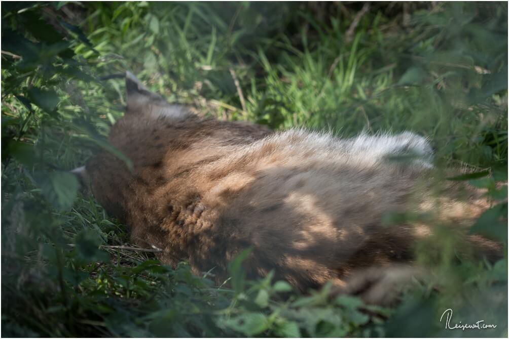 Der Luchs war nicht wirklich zu irgendwelchen Aktivitäten bereit bei unserem Besuch