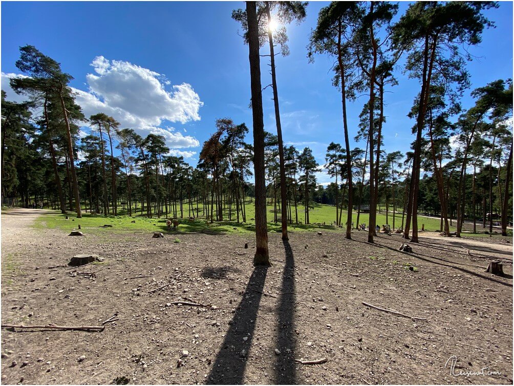 Hier befindet man sich quasi am Anfang des Rundweges im Naturwildpark Granat