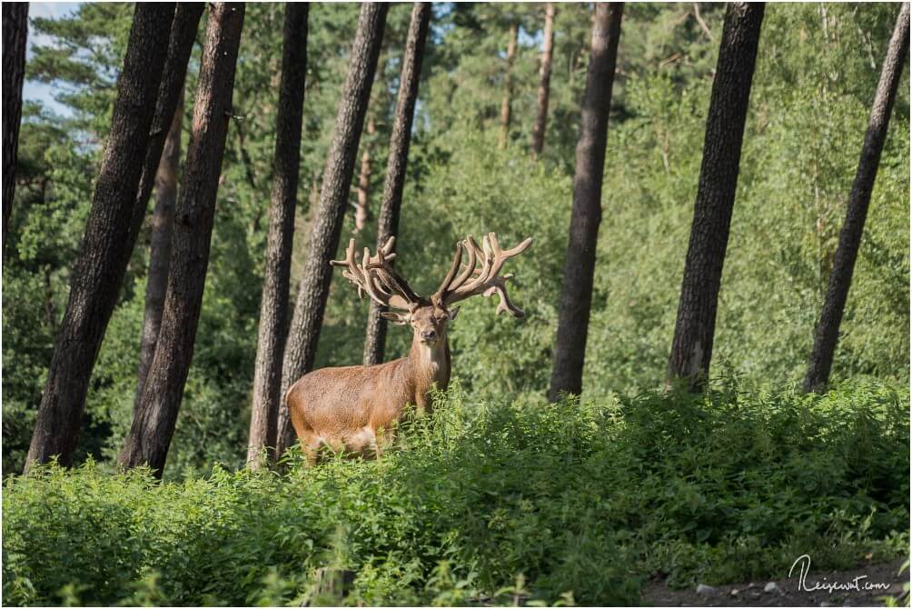 Unter anderem solch ein Prachtexemplar kann man im Naturwildpark Granat sehen