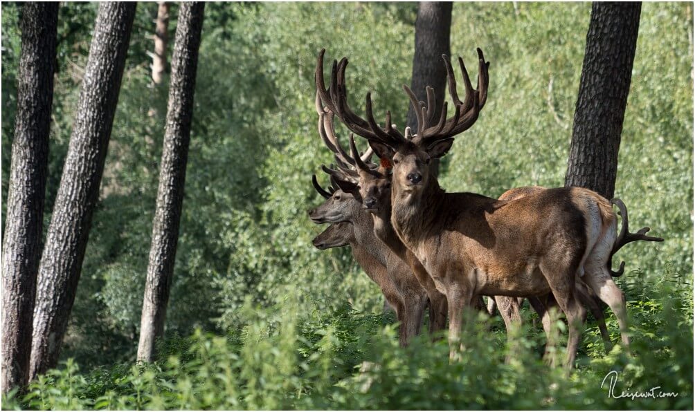 Traummotive für Fotografen gibt es im Naturwildpark Granat so einige