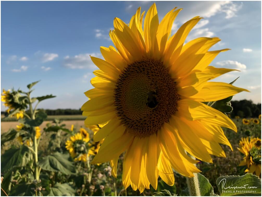 Hier sieht man, das es Nachmittags nicht mehr so optimal ist, wenn man Insekten mit fotografieren möchte