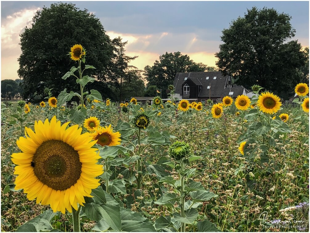 Ein tolles Sonnenblumenfeld direkt bei mir um die Ecke