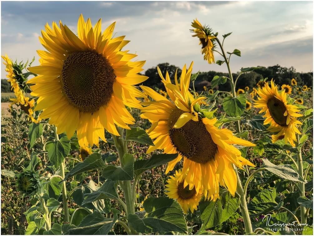 Sonnenblumen fotografieren macht einfach nur Freude