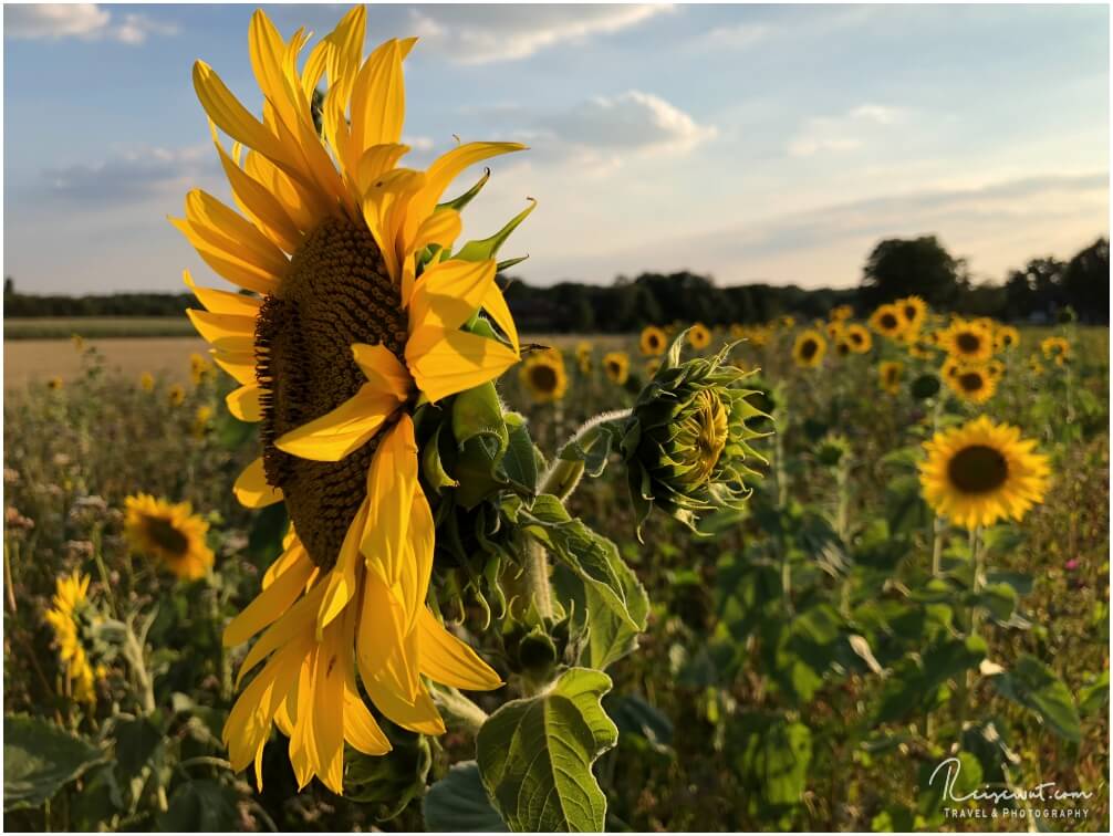 Sonnenblumen Fotografieren Geschichte Tipps Standorte