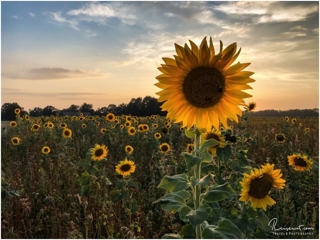 Der Begriff "Golden Hour" bekommt hier eine völlig neue Bedeutung