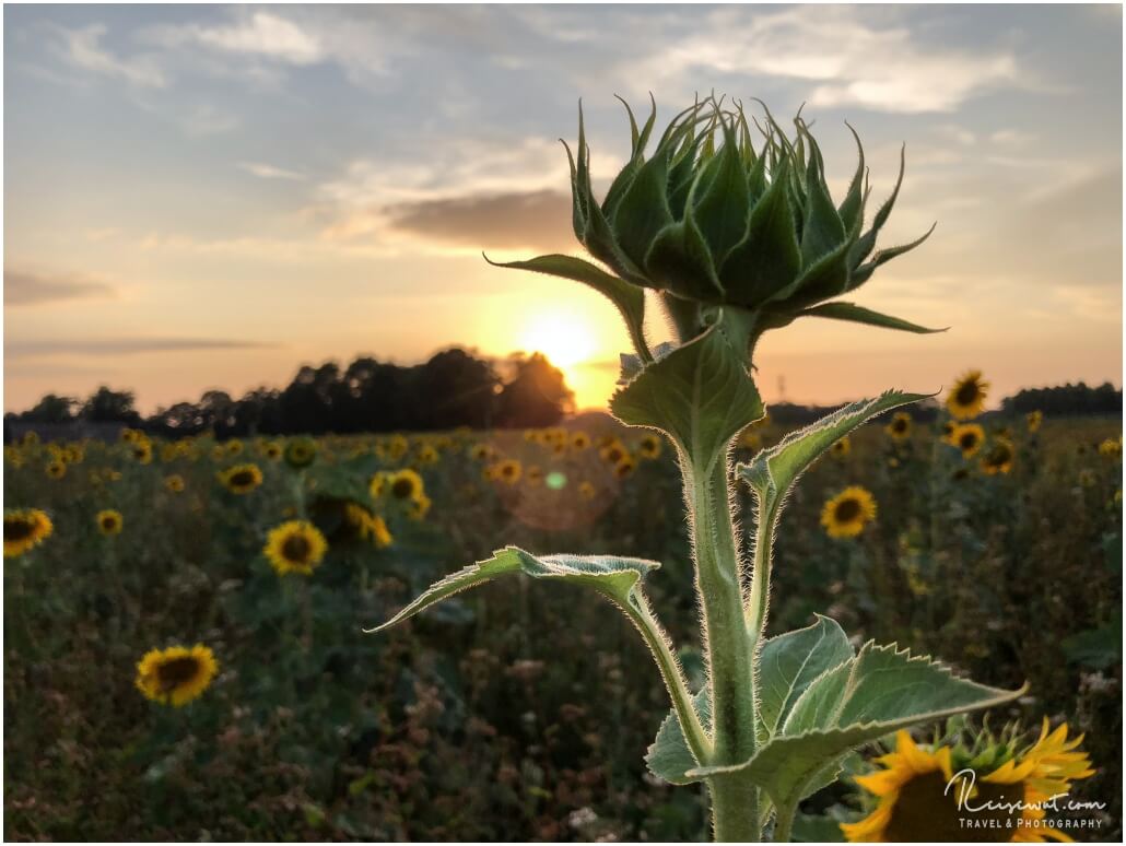 Kurz vor Sonnenuntergang