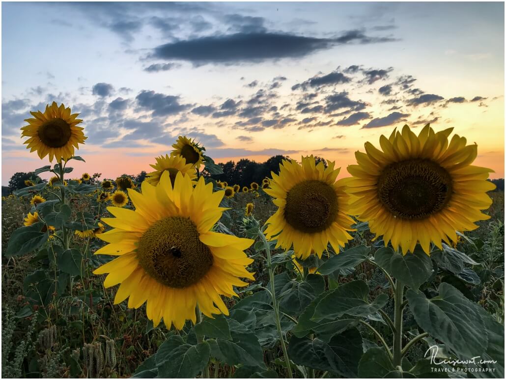 Symbol von Freude und guter Laune, keine andere Blume steht so für den Sommer wie die Sonnenblume