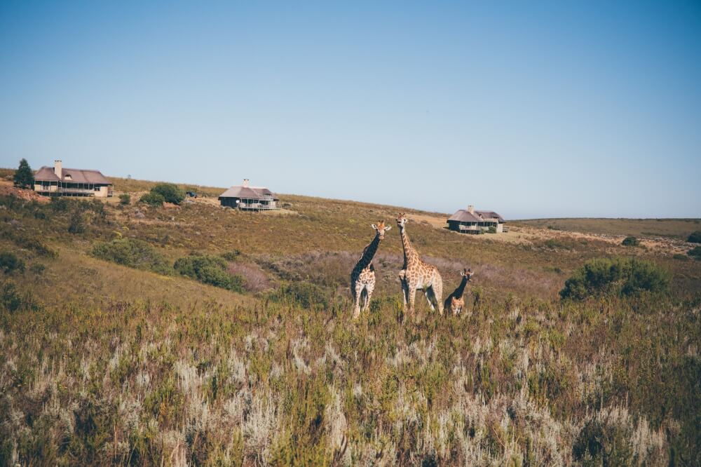 Wildes Südafrika: Giraffen direkt vor der Unterkunft im Gondwana Game Reserve