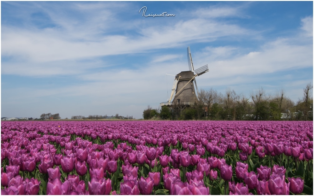 In Noord-Holland bieten sich tolle Felder mit Tulpen und Windmühlen an