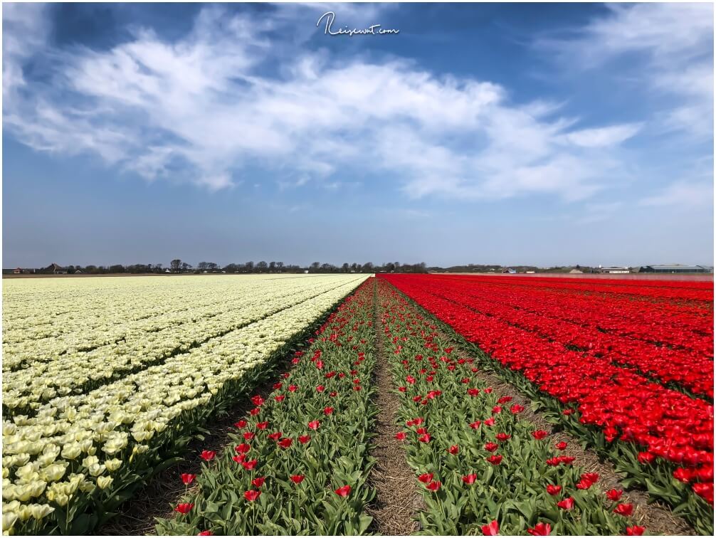 Riesige Tulpenfelder in der Nähe von Lisse bieten ein tolles Motiv für Frühlingsbilder