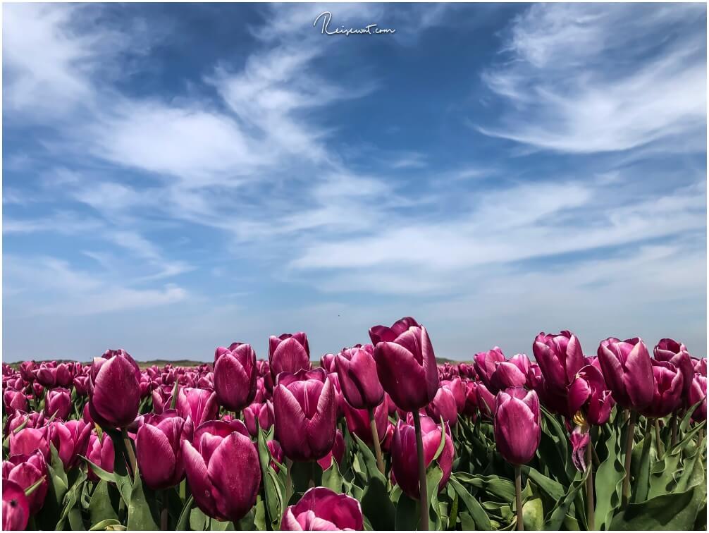 Wer blühende Tulpen sucht, der muss dafür nicht unbedingt extra nach Holland fahren