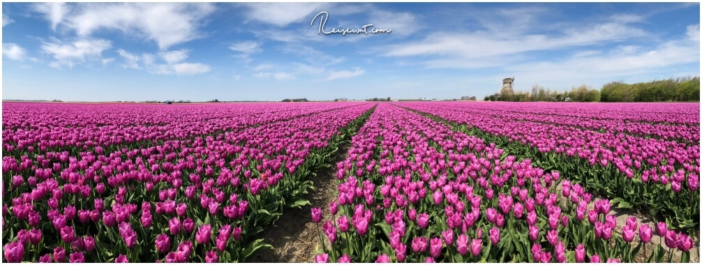 Nach langer Suche habe ich mein Traum-Motiv gefunden, ein Tulpenfeld mit einer Windmühle im Hintergrund. 