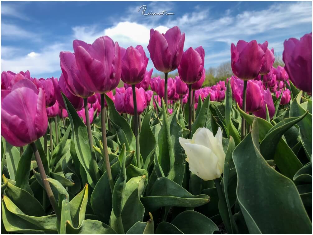 Tulpen, Tulpen, nichts als Tulpen ... soweit das Auge reicht