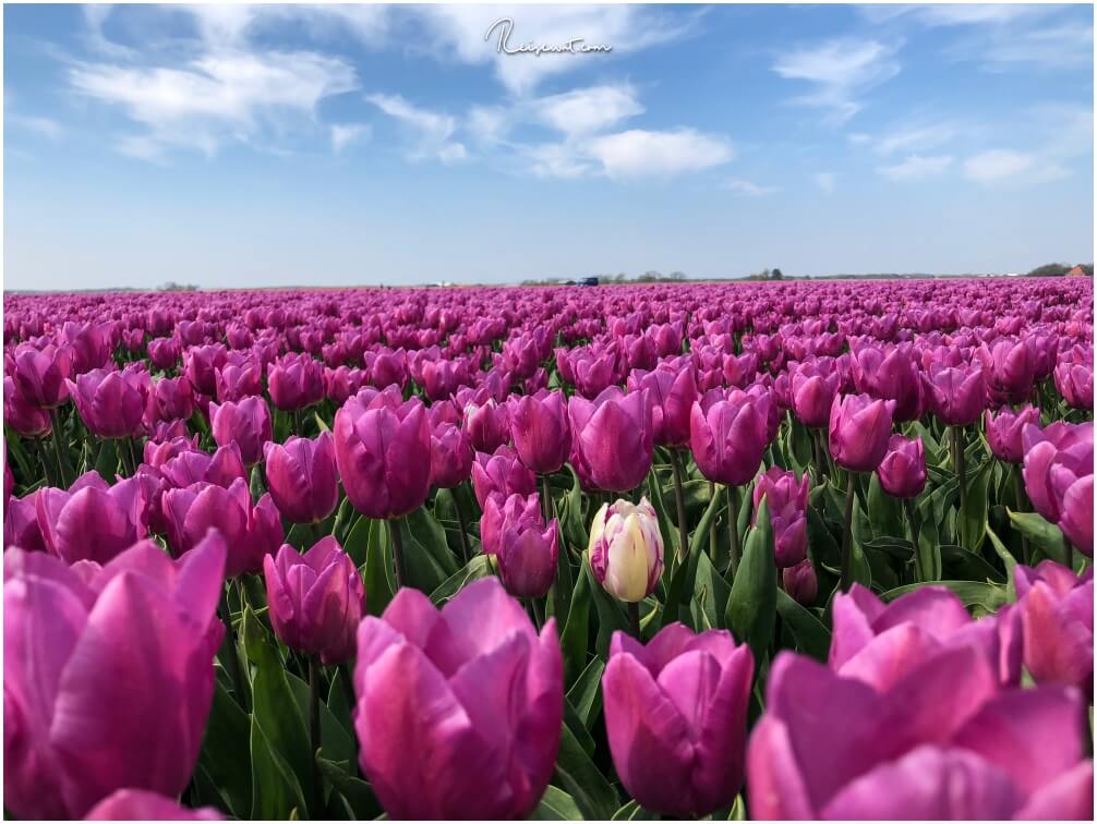 Be different, be special. Als "Andersfarbige Tulpe" sticht man zweifellos heraus unter Millionen anderen.