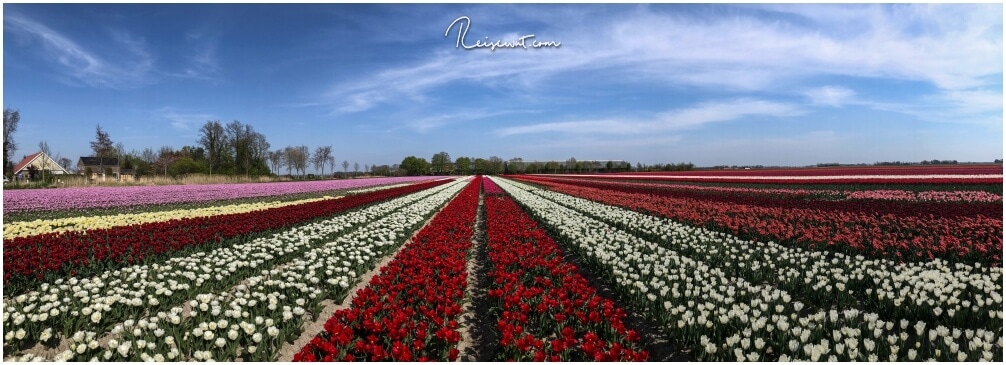 Ein riesiges Tulpenfeld mit zig verschiedenen Farben in der Region Flevoland