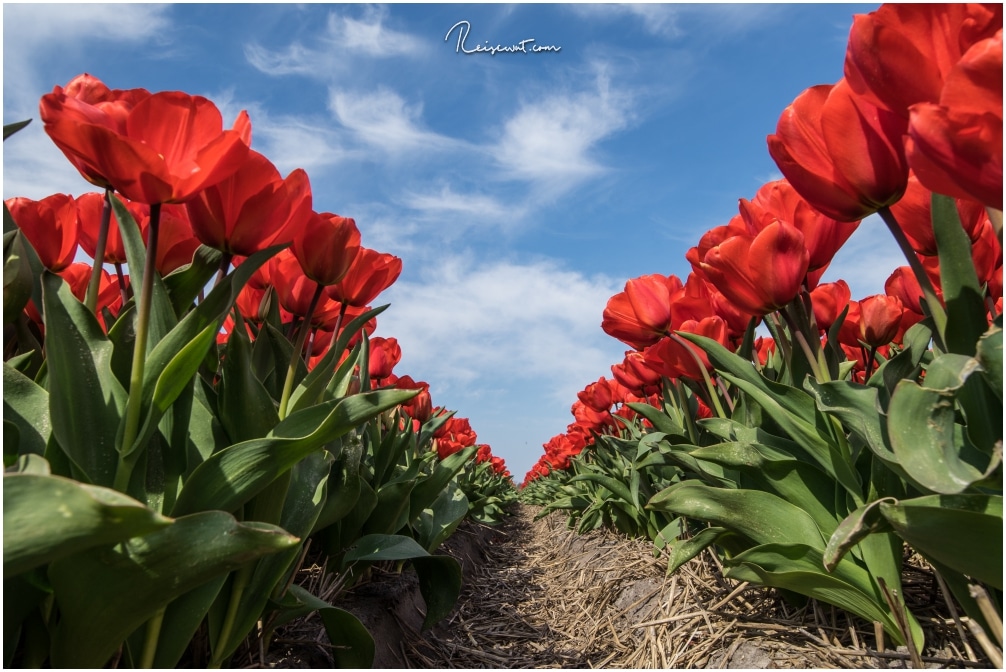 Frühlingsbilder erhält man zur Zeit der Tulpenblüte in Holland jede Menge