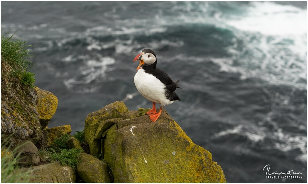 Papageitaucher in Látrabjarg ... nirgendwo kommt man vermutlich so nah an die Tiere ran wie hier!