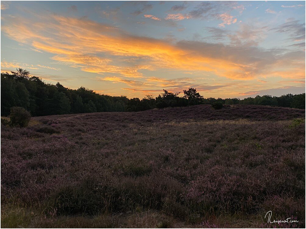 Die Westruper Heide kurz vor Sonnenaufgang