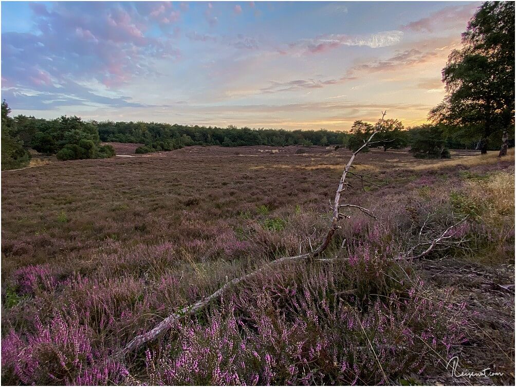 So könnte Dein vierter Tag beginnen ... Sonnenaufgang in der Westruper Heide